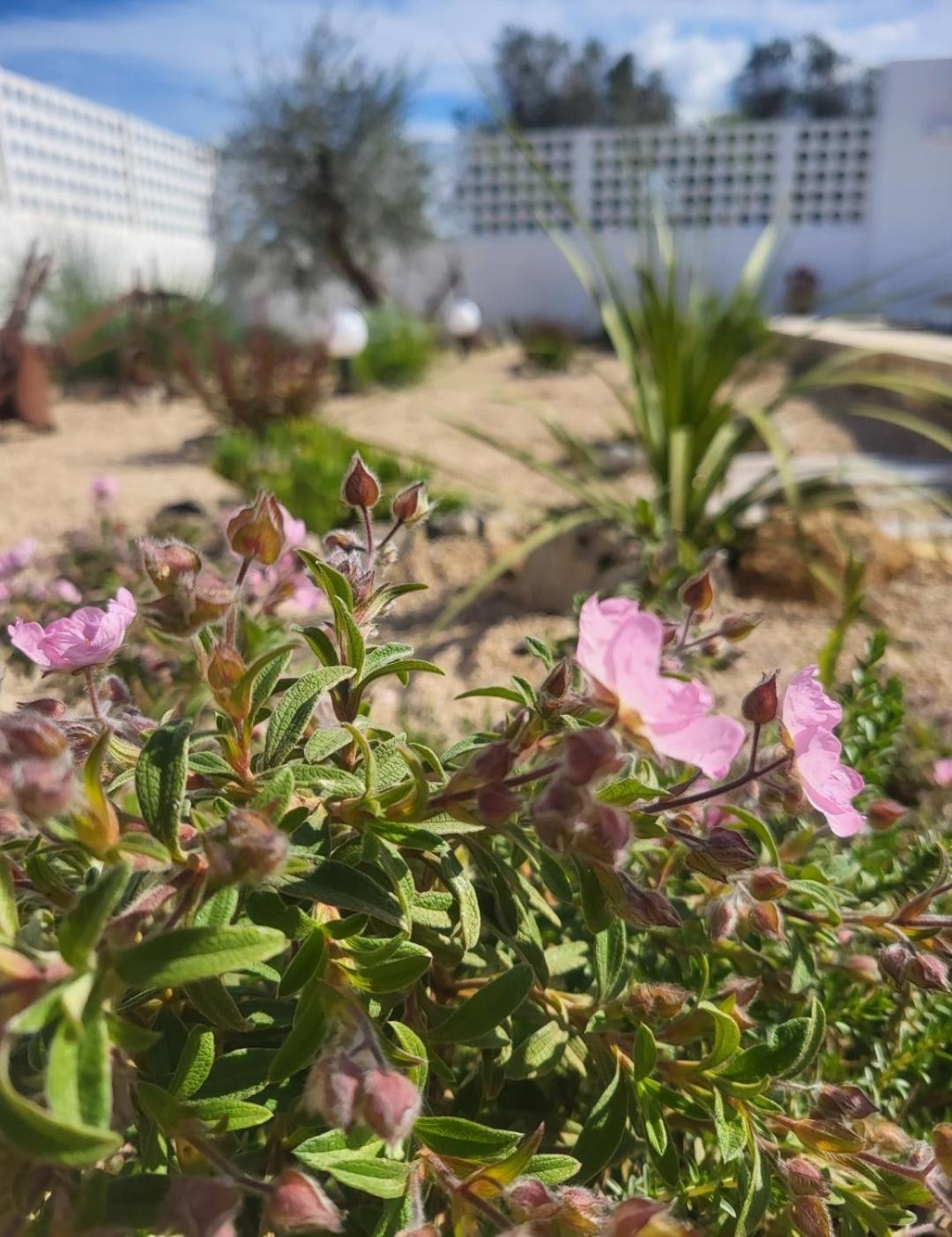 Al Poggiale - Residenza Mediterranea Porto Cesareo Buitenkant foto